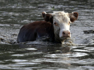 vaca inundada
