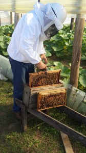 apicultores 2
