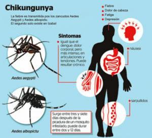 09_chikungunya