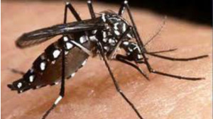 mosquito dengue