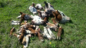 animales muertos